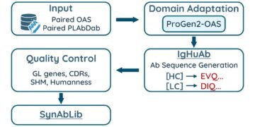 Constructing Higher Antibodies: Classes from SynAbLib and IgHuAb | by Engin Yapici | Apr, 2025