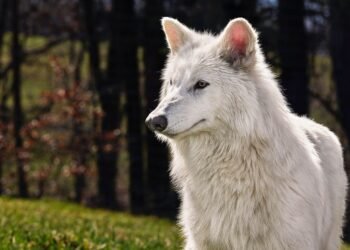 The Obtain: A “dire wolf” revival, and safeguarding AI companions