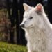 The Obtain: A “dire wolf” revival, and safeguarding AI companions