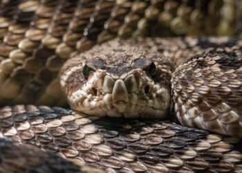 AI-Designed Proteins Tackle Lethal Snake Venom