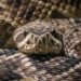 AI-Designed Proteins Tackle Lethal Snake Venom