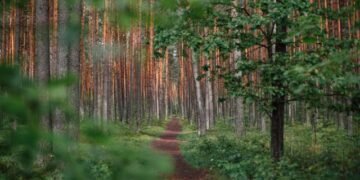 A Developer’s Information to Mastering Agentic AI