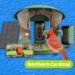 Greatest Chook Feeders With Cameras, Examined and Reviewed (2025)