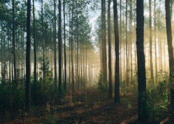 Set the Variety of Bushes in Random Forest