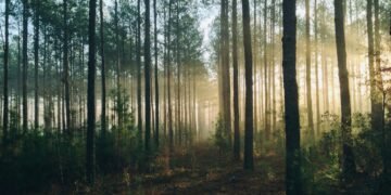 Set the Variety of Bushes in Random Forest