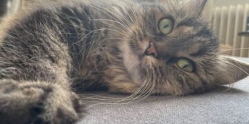 Deploy Qwen fashions with Amazon Bedrock Customized Mannequin Import