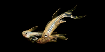 How Google Analysis created its ZAPBench mind mapping dataset