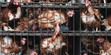 How the Farm Trade Spied on Animal Rights Activists and Pushed the FBI to Deal with Them as Bioterrorists