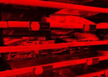 A Group of Younger Cybercriminals Poses the ‘Most Imminent Risk’ of Cyberattacks Proper Now