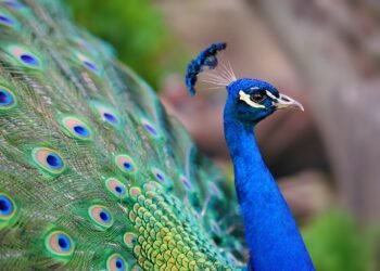 Scientists rework peacock feathers into tiny organic laser beams