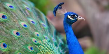 Scientists rework peacock feathers into tiny organic laser beams