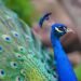 Scientists rework peacock feathers into tiny organic laser beams