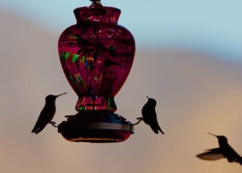 These Skilled-Accepted Feeder Hacks Turned My Yard Right into a Chicken Resort