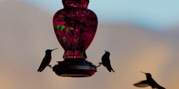 These Skilled-Accepted Feeder Hacks Turned My Yard Right into a Chicken Resort