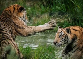 Securing CI/CD Pipelines In opposition to Provide Chain Assaults