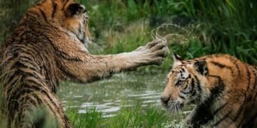 Securing CI/CD Pipelines In opposition to Provide Chain Assaults