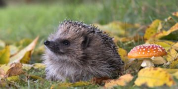Can AI detect hedgehogs from house? Perhaps if you happen to discover brambles first.