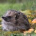 Can AI detect hedgehogs from house? Perhaps if you happen to discover brambles first.
