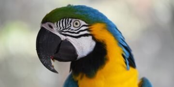 Hi there World Graph in LangGraph