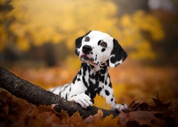 What’s Updog? Datadog’s new software tells you which of them apps are down