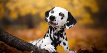 What’s Updog? Datadog’s new software tells you which of them apps are down