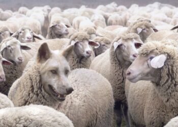 Hackers Proceed to Evolve Techniques