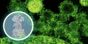 AI maps how a brand new antibiotic targets intestine micro organism | MIT Information