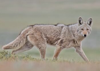 WhatsApp Worm Targets Brazilian Banking Prospects – Sophos Information