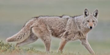 WhatsApp Worm Targets Brazilian Banking Prospects – Sophos Information