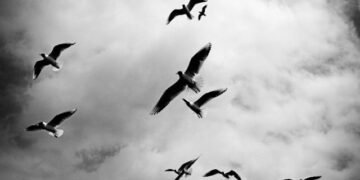 Momento Migrates Object Cache as a Service to Ampere® Altra®