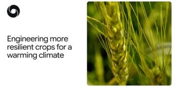 How AlphaFold helps scientists engineer extra heat-tolerant crops