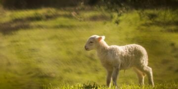 A Step-by-Step Information to AWS Lambda Sturdy Capabilities