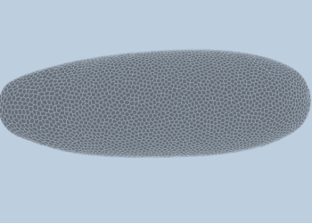 Deep-learning mannequin predicts how fruit flies type, cell by cell | MIT Information