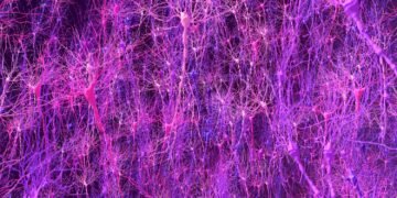 Biology-based mind mannequin matches animals in studying, allows new discovery | MIT Information