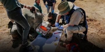The Obtain: Radioactive rhinos, and the rise and rise of peptides
