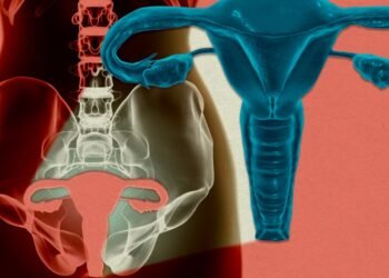 A girl’s uterus has been stored alive outdoors the physique for the primary time