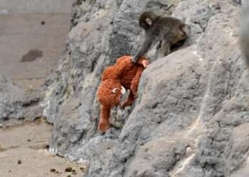 As we speak's Video games Can Really feel "Soulless," However Can Punch The Monkey Change That?