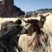 Crimson Desert’s first patch goals at fixing controls, nevertheless it principally impacts mouse and keyboard