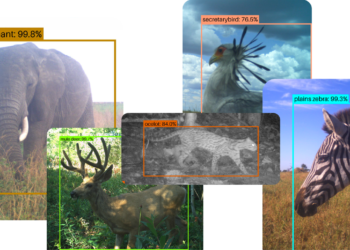 How SpeciesNet helps shield wildlife