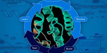Bringing AI-driven protein-design instruments to biologists all over the place | MIT Information