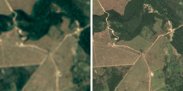 Google’s creating a brand new satellite tv for pc imagery map to assist shield Brazil’s forests