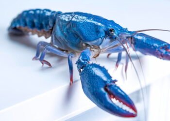 OpenClaw provides customers but one more reason to be freaked out about safety