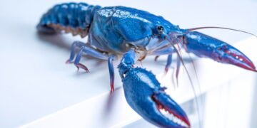 OpenClaw provides customers but one more reason to be freaked out about safety