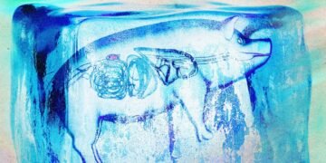 Supercooled kidneys have been transplanted into pigs in a “landmark achievement”