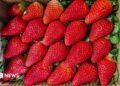 India desires to cuts its reliance on abroad strawberry varieties
