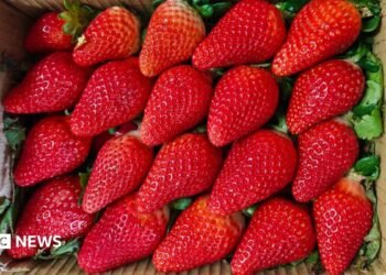 India desires to cuts its reliance on abroad strawberry varieties