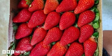 India desires to cuts its reliance on abroad strawberry varieties