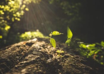 Backpropagation Defined for Newcomers (Half 1): Constructing the Instinct