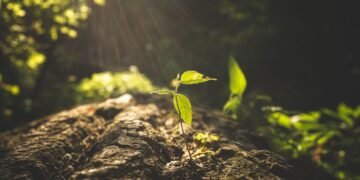 Backpropagation Defined for Newcomers (Half 1): Constructing the Instinct