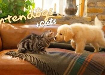 20 Years After I Raised My First Digital Canine, I Nonetheless Really feel Responsible for Leaving It Behind